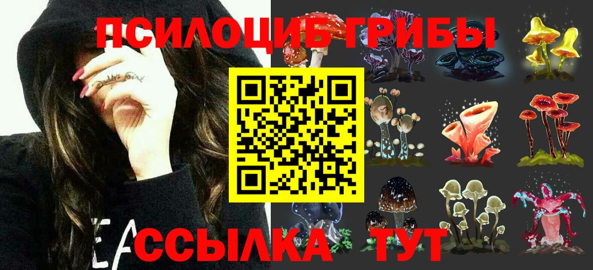 Псилоцибиновые грибы Psilocybe Кимры